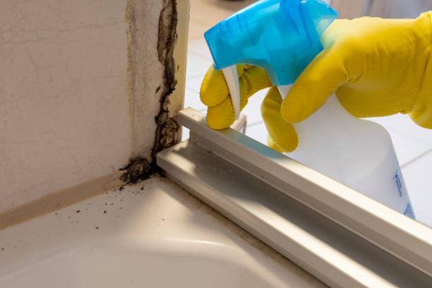 North Platte, NE Mold Remediation Company