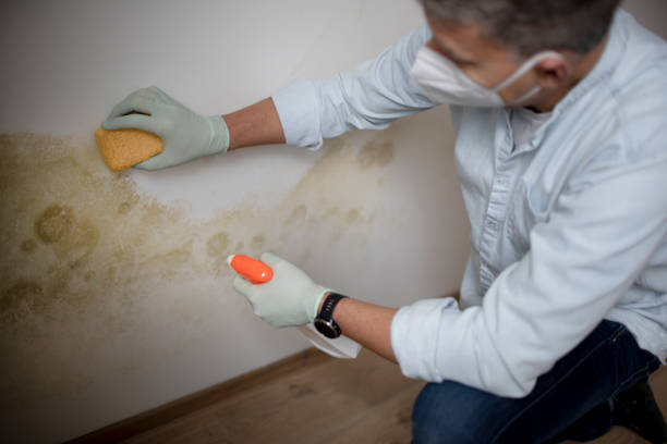 Best Basement Mold Remediation in North Platte, NE