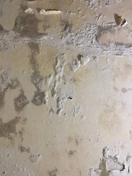 Best Localized Mold Remediation (e.g., coastal areas, humid climates) in North Platte, NE