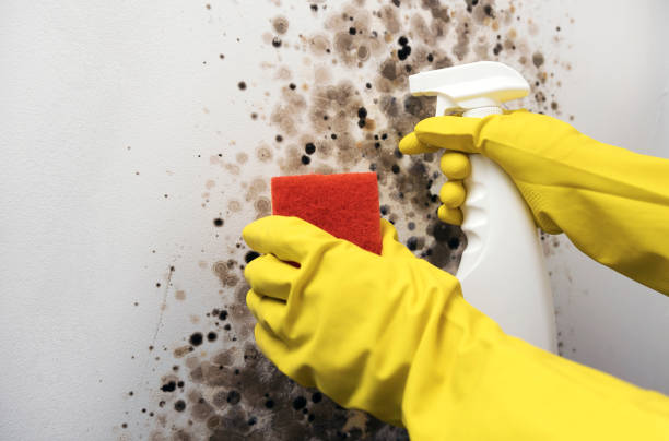 Best Commercial Mold Remediation in North Platte, NE