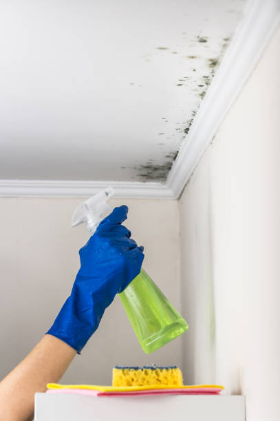 Best Commercial Mold Remediation in North Platte, NE